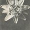 Karl Blossfeldt, Fiore, bianco e nero, 1942, Incorniciato, Immagine 5