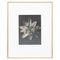 Karl Blossfeldt, Flower, Black & White Photogravure, 1942, Gerahmt 1