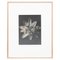 Photogravure Karl Blossfeldt, Fleur, Noir & Blanc, 1942, Encadrée 1