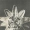 Karl Blossfeldt, Flower, Black & White Photogravure, 1942, Framed 6