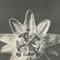Karl Blossfeldt, Flower, Black & White Photogravure, 1942, Framed, Image 6