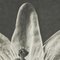 Karl Blossfeldt, Fiore, bianco e nero, 1942, Incorniciato, Immagine 8