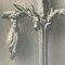 Karl Blossfeldt, Flower, Black & White Photogravure, 1942, Gerahmt 7