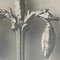 Karl Blossfeldt, Fiore, bianco e nero, 1942, Incorniciato, Immagine 8