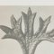 Karl Blossfeldt, Flower, Black & White Photogravure, 1942, Framed, Image 8