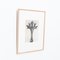 Karl Blossfeldt, Flower, Black & White Photogravure, 1942, Framed 4