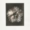 Karl Blossfeldt, Flower, Black & White Photogravure, 1942, Framed, Image 6