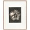 Photogravure Karl Blossfeldt, Fleur, Noir & Blanc, 1942, Encadrée 1