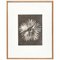 Karl Blossfeldt, Flower, Black & White Photogravure, 1942, Framed 1