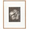 Karl Blossfeldt, Flower, Black & White Photogravure, 1942, Gerahmt 1