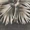 Karl Blossfeldt, Flower, Black & White Photogravure, 1942, Framed, Image 5