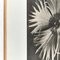 Photogravure Karl Blossfeldt, Fleur, Noir & Blanc, 1942, Encadrée 8