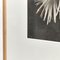 Karl Blossfeldt, Flower, Black & White Photogravure, 1942, Gerahmt 9