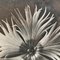 Karl Blossfeldt, Flower, Black & White Photogravure, 1942, Framed, Image 7