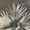 Photogravure Karl Blossfeldt, Fleur, Noir & Blanc, 1942, Encadrée 7