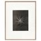 Karl Blossfeldt, Fiore, bianco e nero, 1942, Incorniciato, Immagine 1