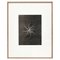 Photogravure Karl Blossfeldt, Fleur, Noir & Blanc, 1942, Encadrée 1