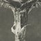 Karl Blossfeldt, Flower, Black & White Photogravure, 1942, Framed, Image 7