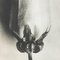 Karl Blossfeldt, Flower, Black & White Photogravure, 1942, Framed 5