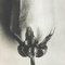 Karl Blossfeldt, Flower, Black & White Photogravure, 1942, Framed, Image 5