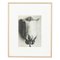 Karl Blossfeldt, Flower, Black & White Photogravure, 1942, Framed 1