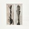 Karl Blossfeldt, Fiore, bianco e nero, 1942, Incorniciato, Immagine 2