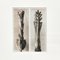 Karl Blossfeldt, Flower, Black & White Photogravure, 1942, Framed 2