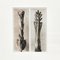 Photogravure Karl Blossfeldt, Fleur, Noir & Blanc, 1942, Encadrée 2