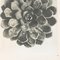 Karl Blossfeldt, Flower, Black & White Photogravure, 1942, Framed, Image 6