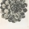 Photogravure Karl Blossfeldt, Fleur, Noir & Blanc, 1942, Encadrée 6