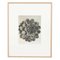 Karl Blossfeldt, Flower, Black & White Photogravure, 1942, Framed, Image 2