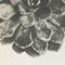 Photogravure Karl Blossfeldt, Fleur, Noir & Blanc, 1942, Encadrée 8