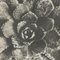 Karl Blossfeldt, Fiore, bianco e nero, 1942, Incorniciato, Immagine 9
