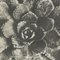 Photogravure Karl Blossfeldt, Fleur, Noir & Blanc, 1942, Encadrée 9