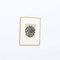 Karl Blossfeldt, Flower, Black & White Photogravure, 1942, Gerahmt 4