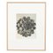 Karl Blossfeldt, Flower, Black & White Photogravure, 1942, Framed, Image 1