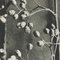 Karl Blossfeldt, Flower, Black & White Photogravure, 1942, Framed 9