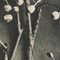 Karl Blossfeldt, Fiore, bianco e nero, 1942, Incorniciato, Immagine 13