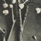 Karl Blossfeldt, Flower, Black & White Photogravure, 1942, Framed, Image 13