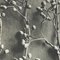 Karl Blossfeldt, Fiore, bianco e nero, 1942, Incorniciato, Immagine 8