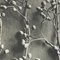Karl Blossfeldt, Flower, Black & White Photogravure, 1942, Framed, Image 8
