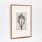 Karl Blossfeldt, Flower, Black & White Photogravure, 1942, Framed, Image 3