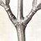 Karl Blossfeldt, Fiore, bianco e nero, 1942, Incorniciato, Immagine 7