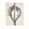 Karl Blossfeldt, Flower, Black & White Photogravure, 1942, Gerahmt 11