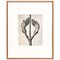 Karl Blossfeldt, Flower, Black & White Photogravure, 1942, Framed, Image 12