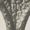 Karl Blossfeldt, Fiore, bianco e nero, 1942, Incorniciato, Immagine 10