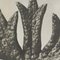 Karl Blossfeldt, Flower, Black & White Photogravure, 1942, Gerahmt 9