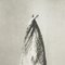 Karl Blossfeldt, Flower, Black & White Photogravure, 1942, Framed 7