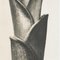 Karl Blossfeldt, Flower, Black & White Photogravure, 1942, Framed 11