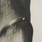 Karl Blossfeldt, Flower, Black & White Photogravure, 1942, Framed, Image 14